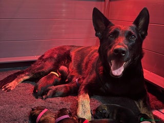 German Shepherd dogs Working German Shepherd Puppies - Advert 2