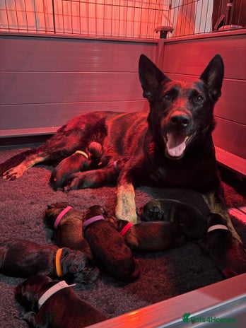 German Shepherd dogs Working German Shepherd Puppies - Advert 1