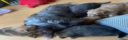 Pomchi dogs for sale: Pomeranian x pups  in Camberley - Advert 3