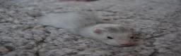Ferret rodents for sale: Beautiful Kits  in Peterlee - Advert 13