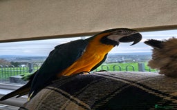 Parrots birds for sale: Blue and Gold Macaw - Image 2