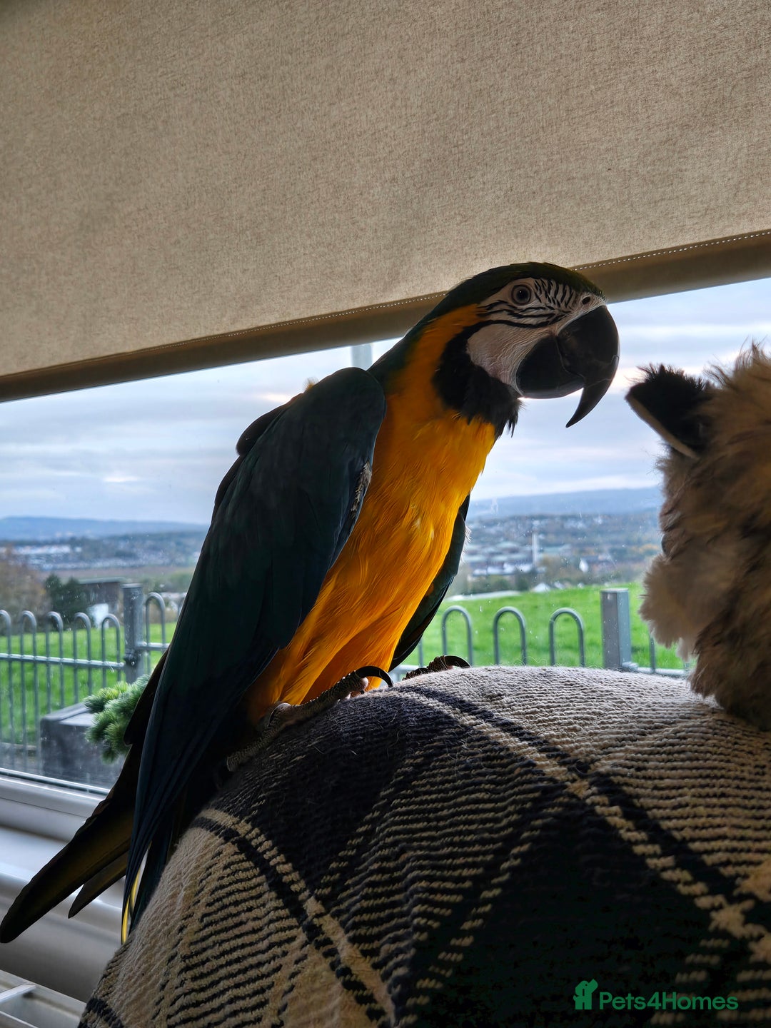 Parrots birds for sale: Blue and Gold Macaw - Image 2