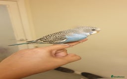 Budgerigars birds for sale: Handreared semitamed and tamed budgies  - Image 14