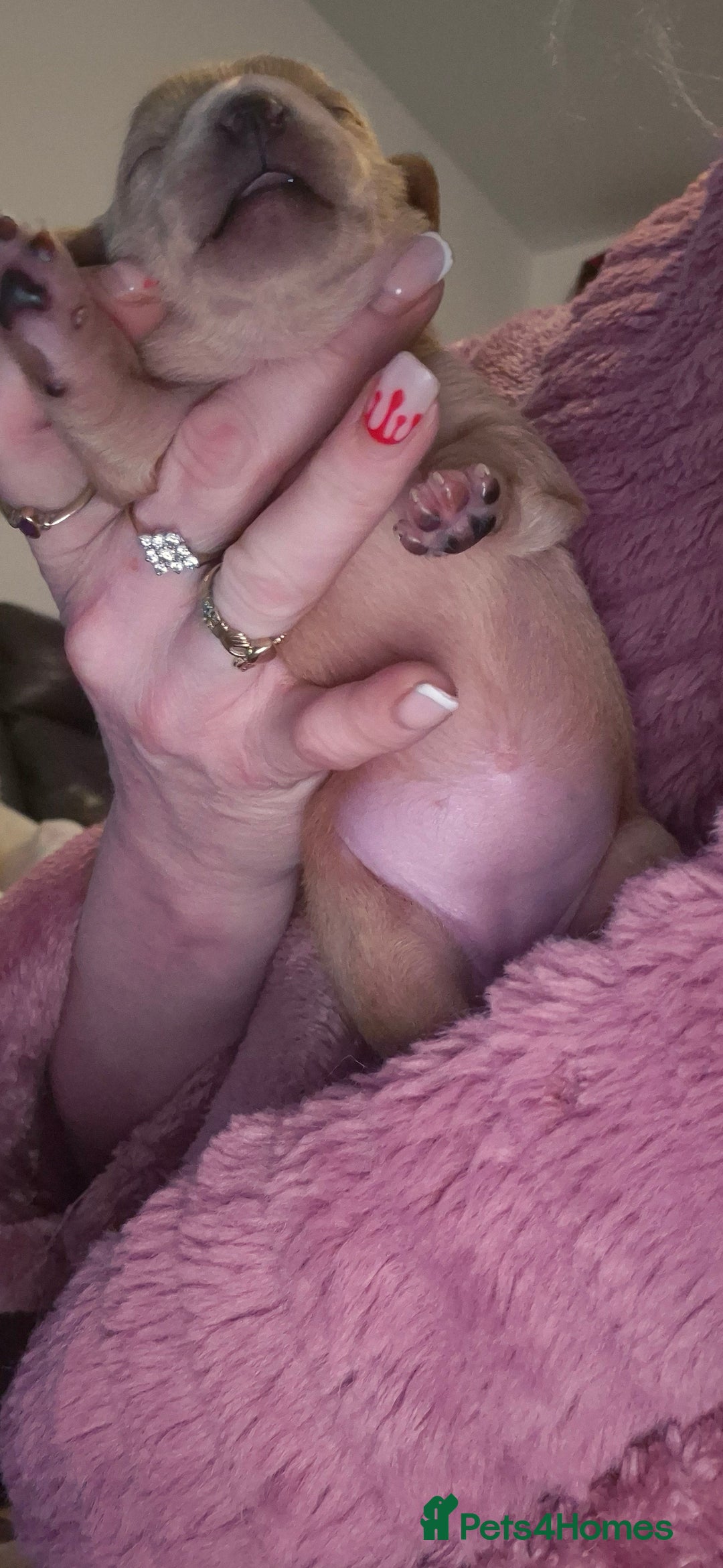 Chipoo dogs for sale: Beautiful chipoo puppys  - Advert 8