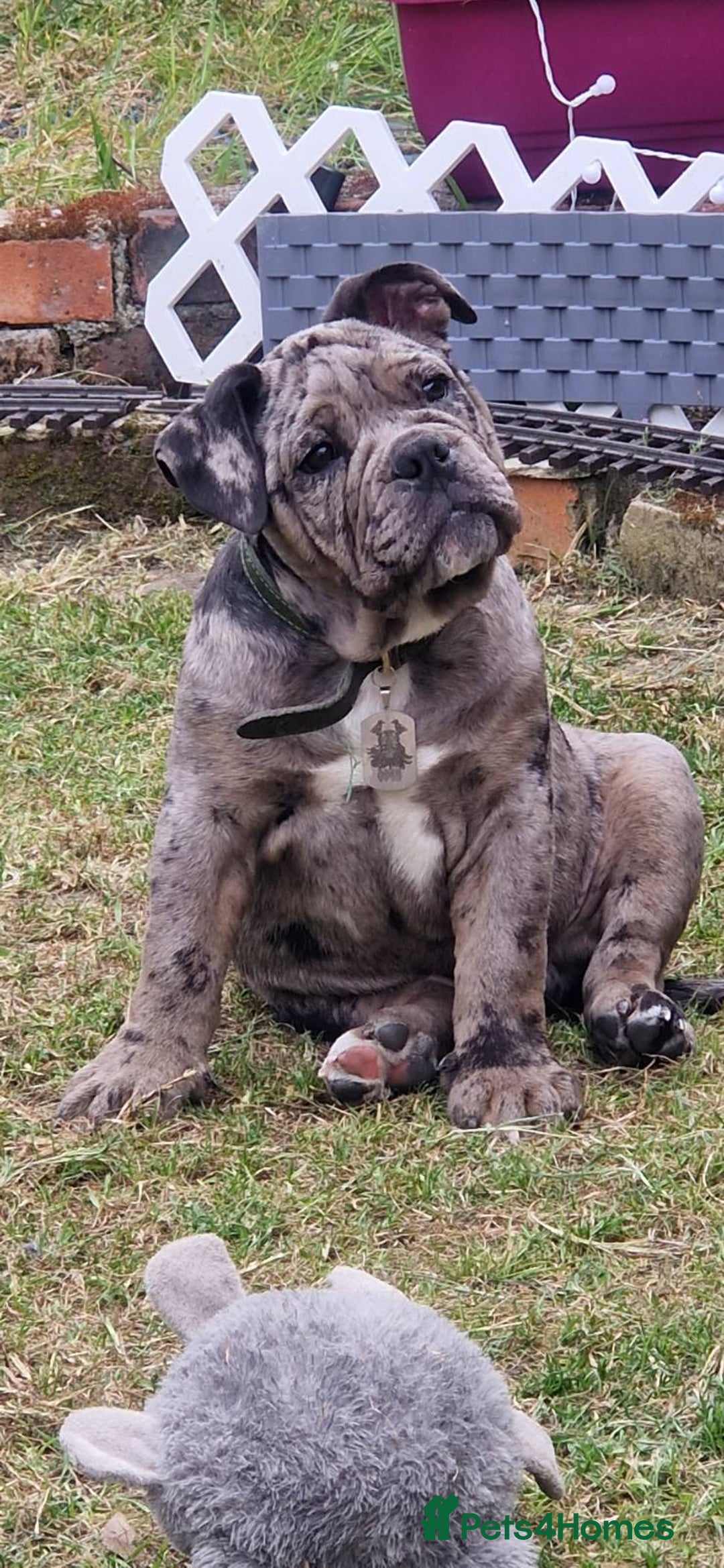 Blue Merle English Olde English Bulldogge Colors Brindle White