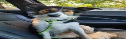 Border Collie dogs for sale: Border Collie - Advert 26