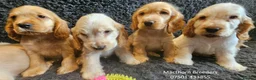 Cocker Spaniel dogs for sale: Pure Bred Show Cockers - KC Reg, Health Checked - Advert 10