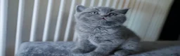 British Shorthair cats for sale: 🌟GCCF BSH Kittens Beautiful Variety of Colours 🌟 - Advert 3