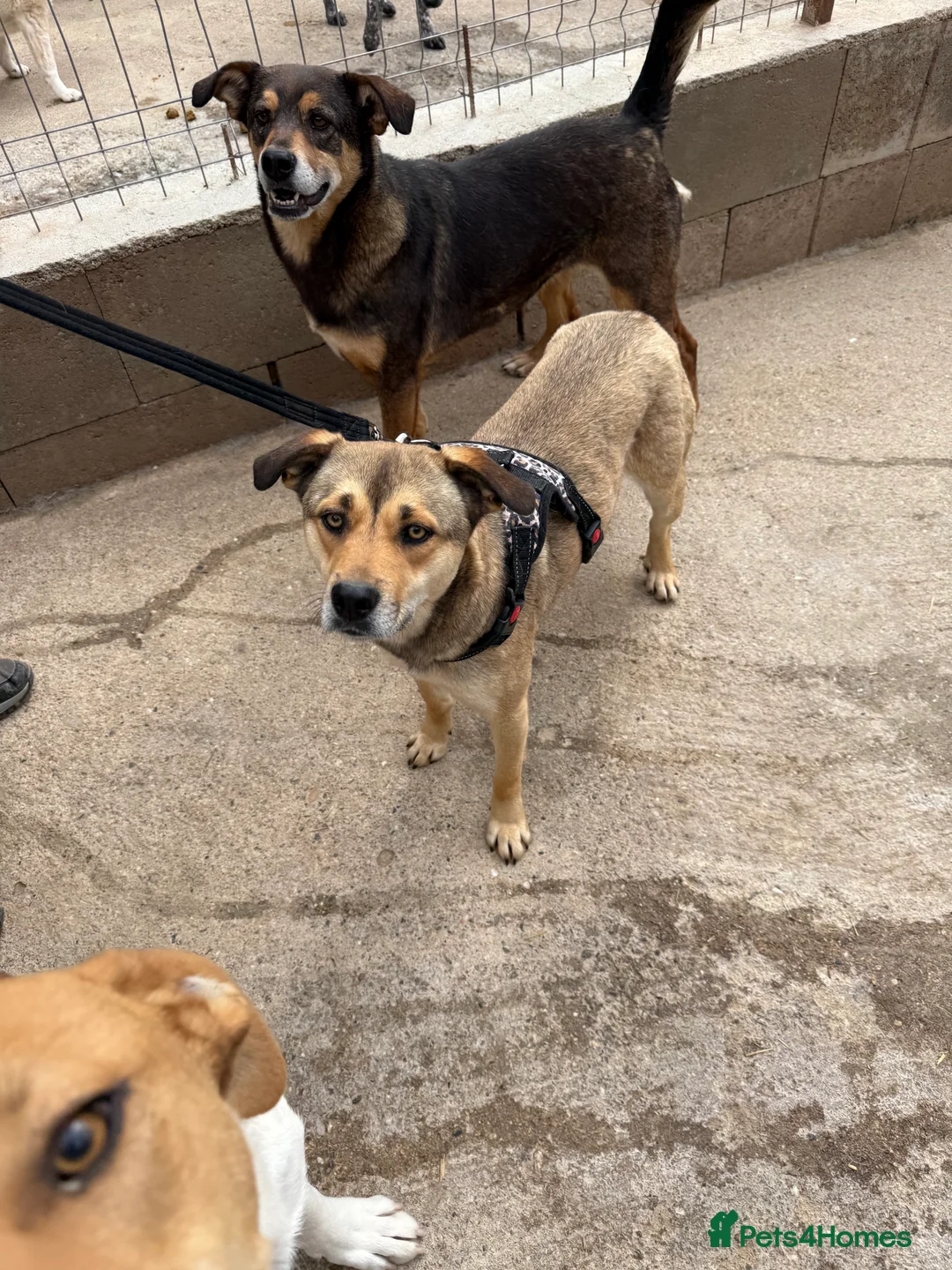 Mixed Breed dogs for adoption: Patty ❤️ - Advert 6