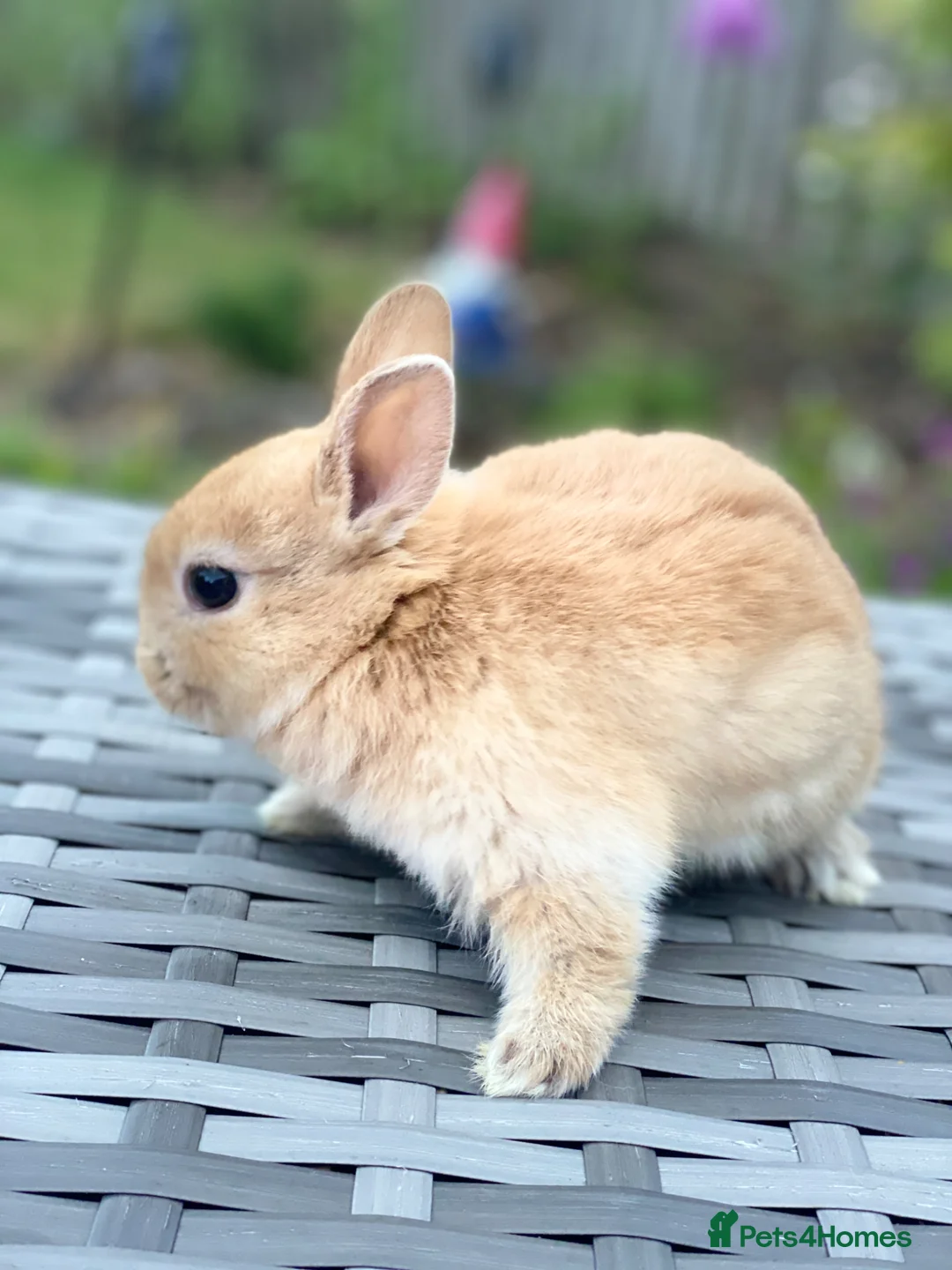 Netherland Dwarf rabbits for sale: Ready for New Home Purebred Netherland Dwarf  - Advert 1