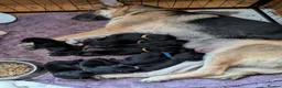 German Shepherd dogs for sale: german shepherd pups for sale in Hawick - Advert 1