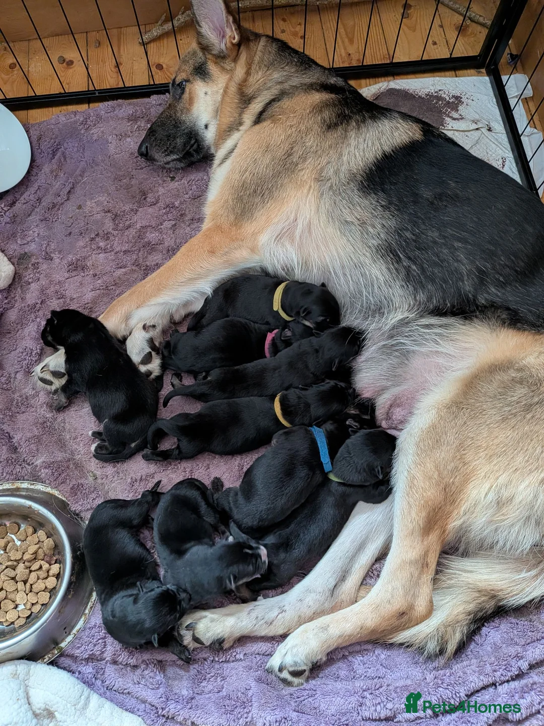 German Shepherd dogs for sale: german shepherd pups for sale in Hawick - Advert 1