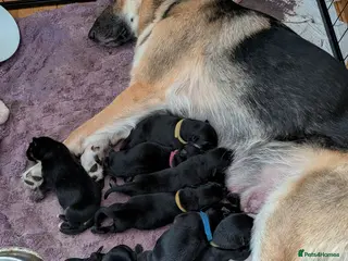 German Shepherd dogs german shepherd pups for sale - Advert 1