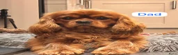 Cavapoo dogs for sale: F1 Red Cavapoo Puppies  - Advert 9