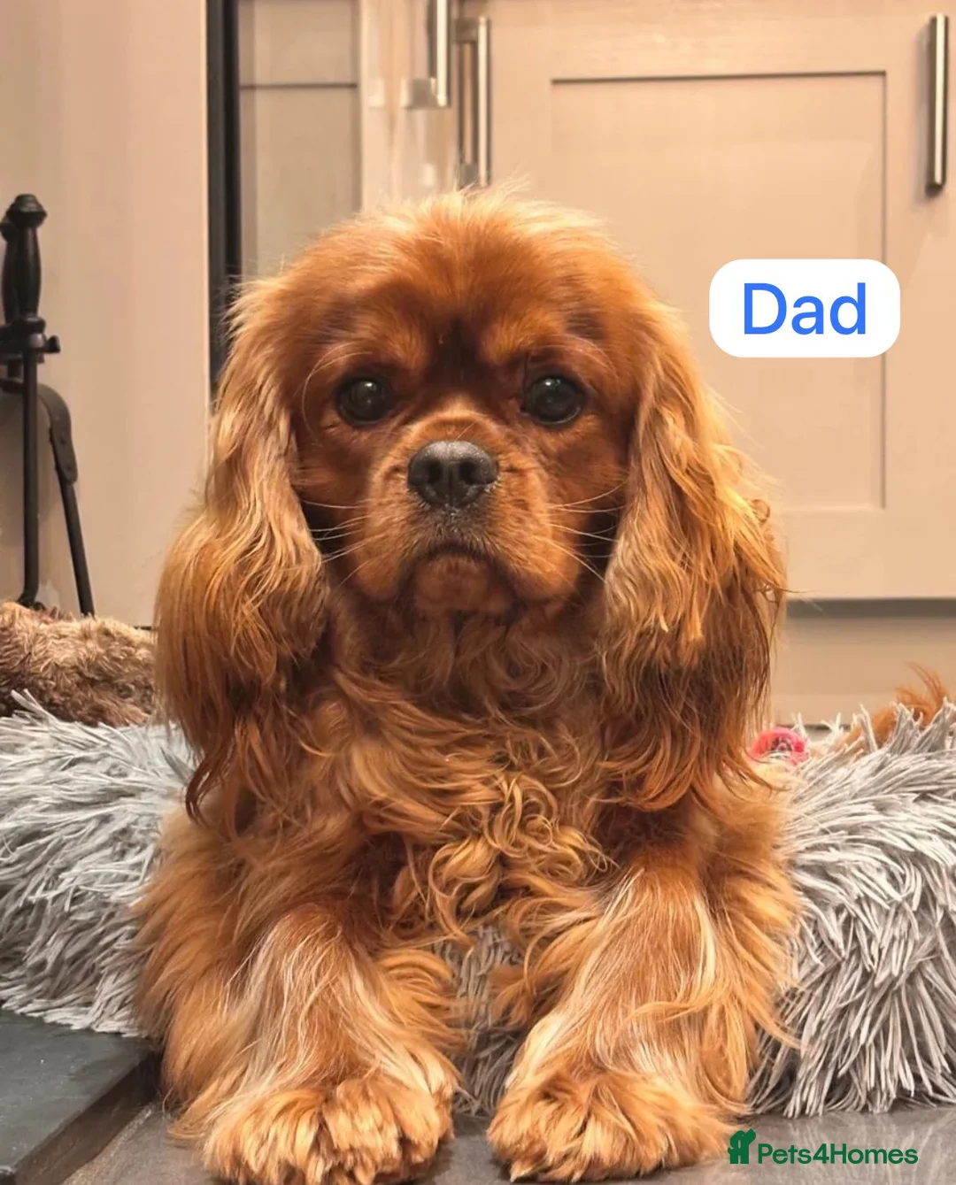 Cavapoo dogs for sale: F1 Red Cavapoo Puppies  - Advert 9