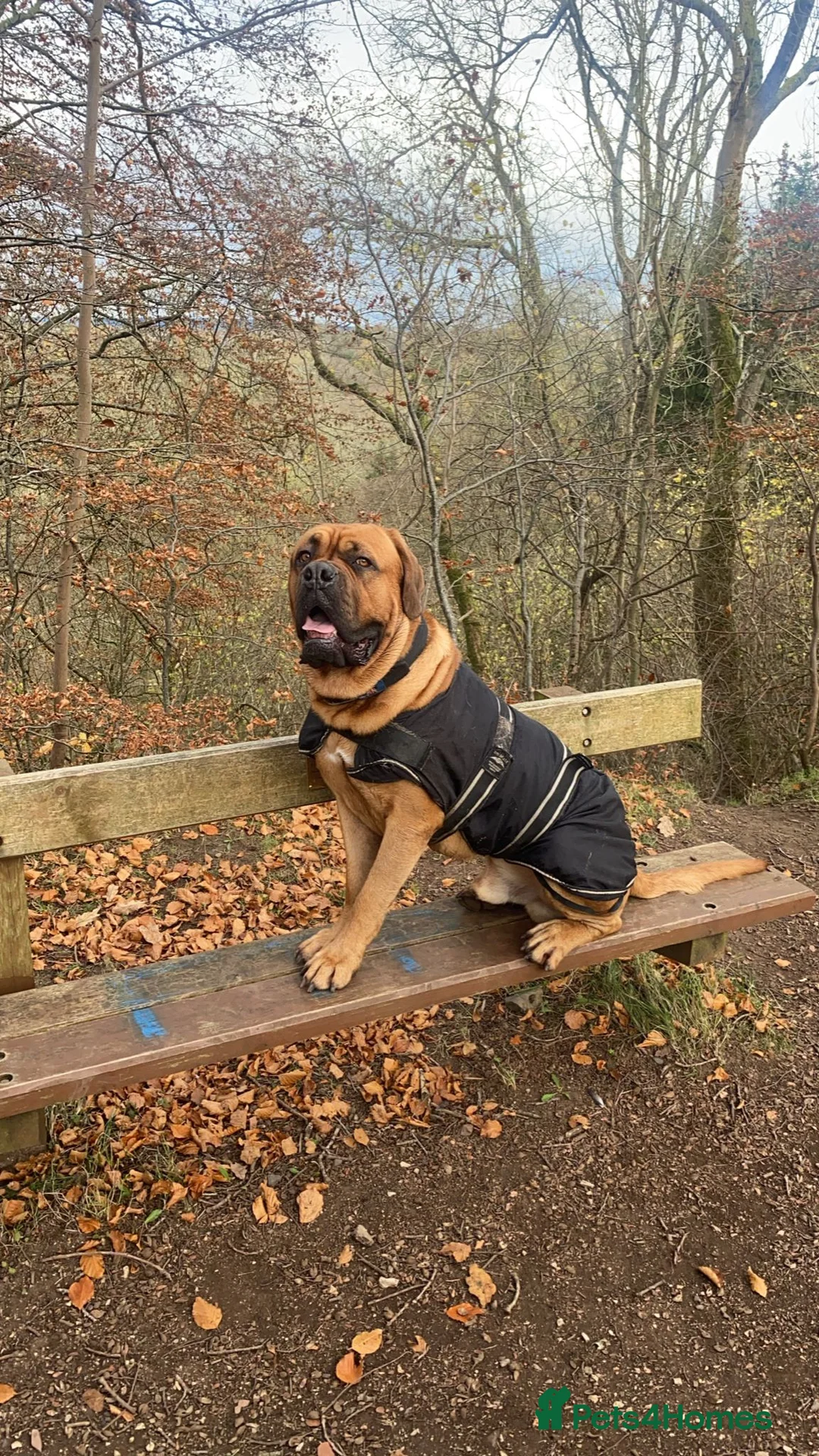 Dogue De Bordeaux dogs for stud: DOGUE DE BORDEUX STUD  in Glasgow - Advert 12