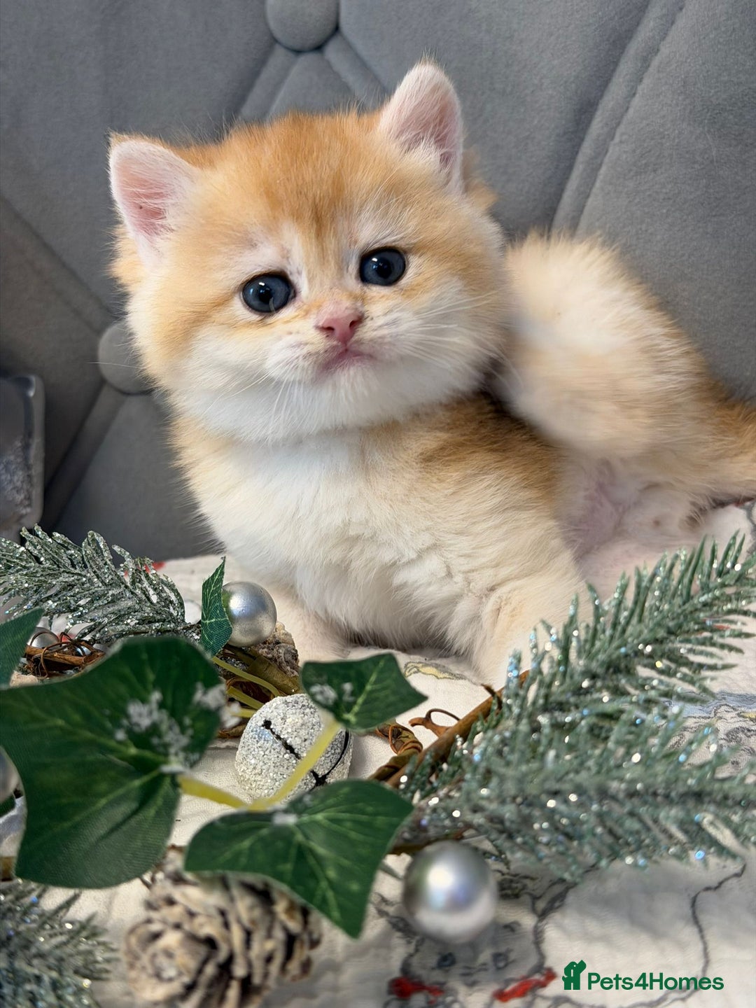 British Shorthair cats for sale: Champions lines Golden Chinchilla ny12 boys - Advert 7