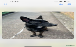 German Shepherd dogs for sale: Whisky - German cross Dutch Sheperd - Image 4