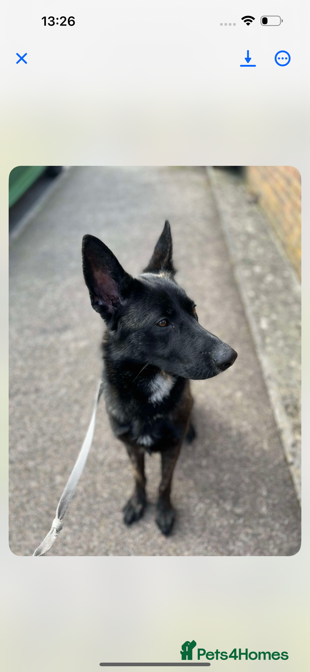 German Shepherd dogs for sale: Whisky - German cross Dutch Sheperd - Image 4
