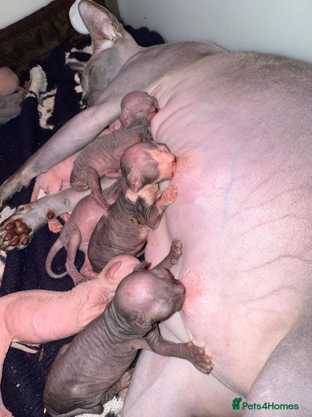Sphynx cats for sale: TICA Reg Sphynx Kittens, Extensive Genetic Testing - Image 2