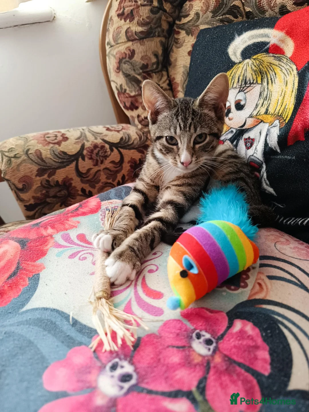 Mixed Breed cats for sale: A little boy looking for a new home - Advert 2