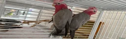 Cockatoo birds for sale: Hand reared baby Galah cockatoos DNA tested cages - Advert 4