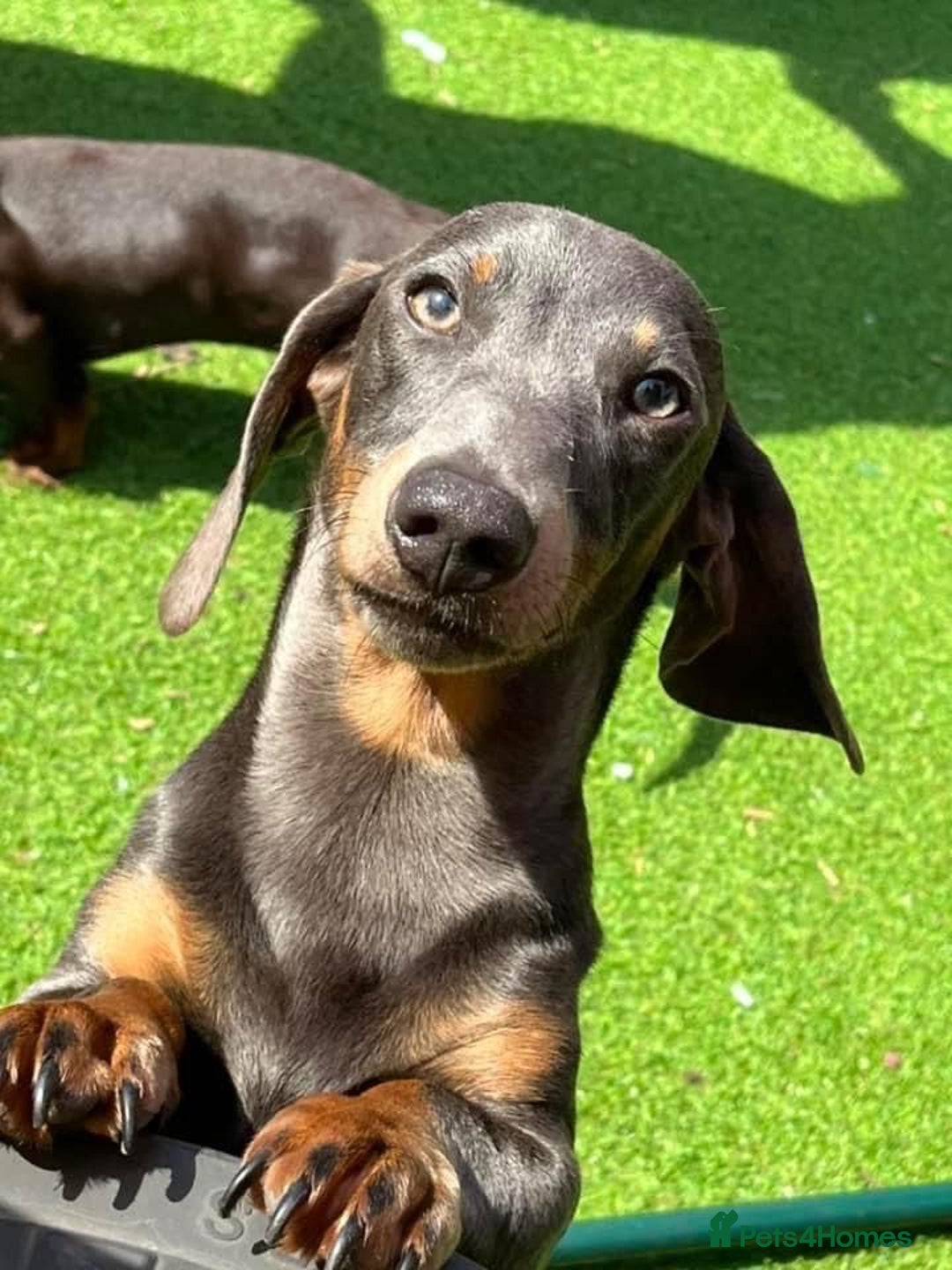 Dachshund dogs for sale: Dachshund puppies  - Image 4