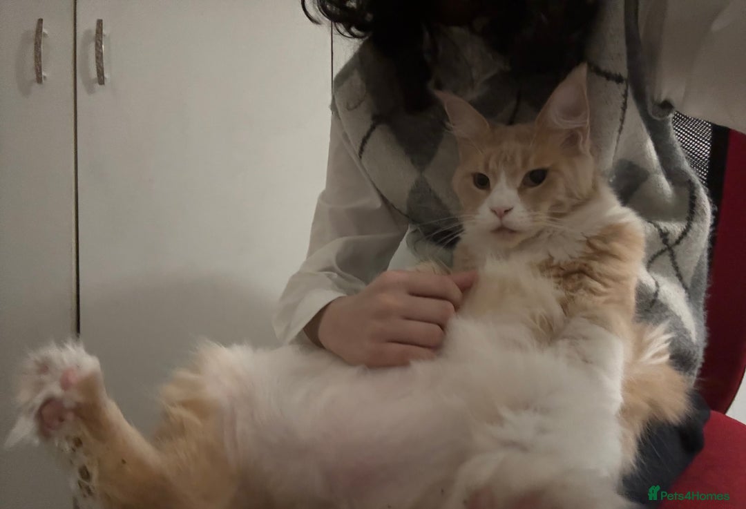 Maine Coon cats for sale: Classic Cream Tabby TICA REG - Advert 3