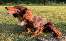 Cocker Spaniel dogs for stud: HEALTH TESTED KC COCKER SPANIEL FOR STUD - Image 5