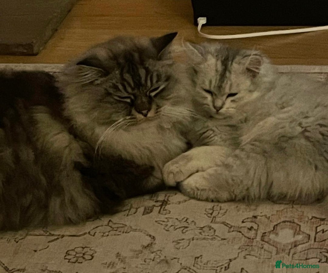 Persian cats for sale: Beautiful Persian boy  - Advert 5