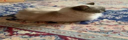 Ragdoll cats for sale: 2 Female ragdoll cats and 3 kittens-relisted - Advert 23