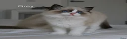 Ragdoll cats for sale: TICA Registered Ragdoll Kittens - Advert 4
