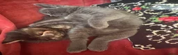 Mixed Breed cats for sale: Russian blue mix kittens  - Advert 7