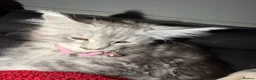 Maine Coon cats for sale: Stunning young TICA reg Maine Coon female.  - Advert 5