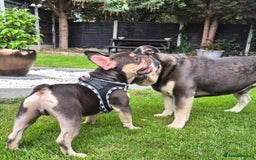 French Bulldog dogs for sale: French bulldog puppy 5 months - Image 2