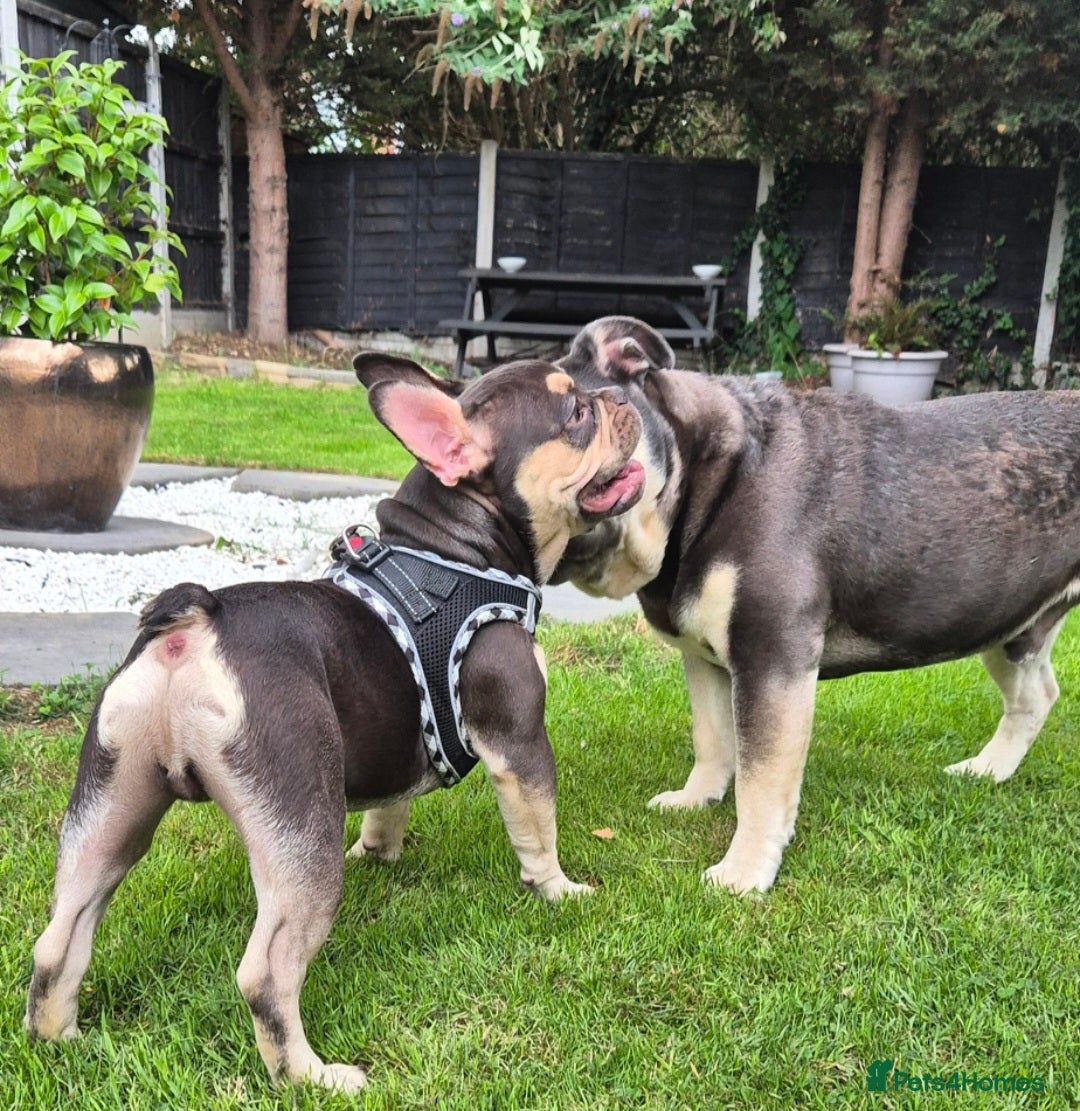 French Bulldog dogs for sale: French bulldog puppy 5 months - Image 2