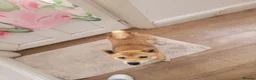 Japanese Shiba Inu dogs for sale: I'm looking for a nice home for my dog  - Advert 3