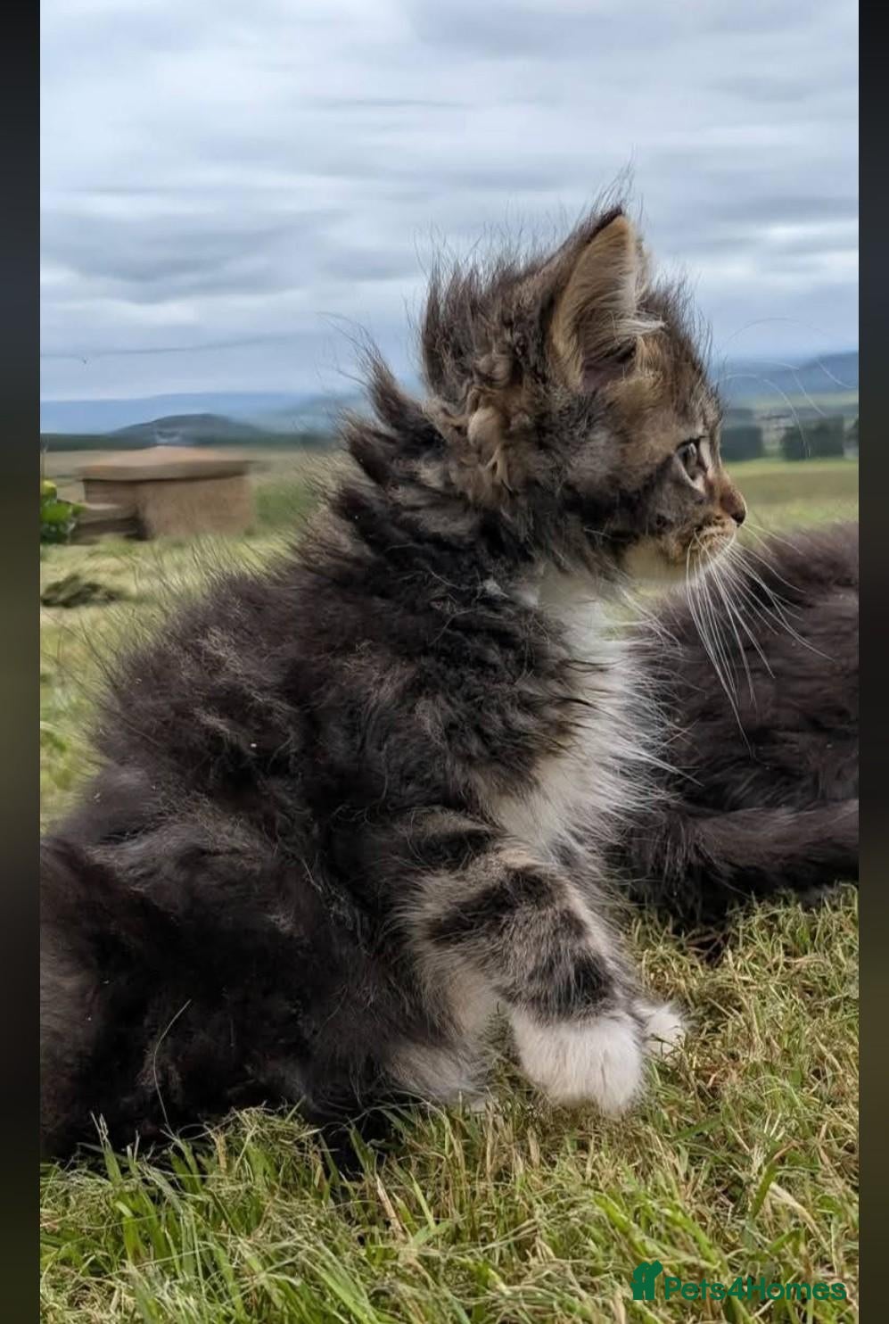 Maine Coon cats Maine Coon kittens - Advert 7