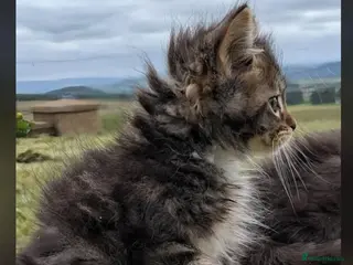 Maine Coon cats Maine Coon kittens - Advert 7