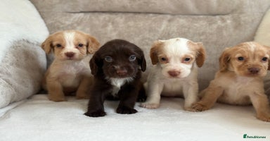Cocker Spaniel dogs - Advert 6
