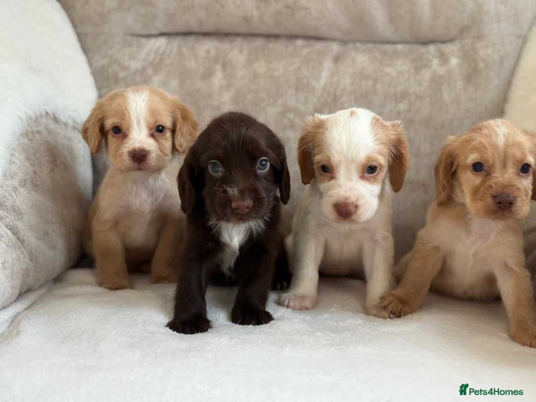 Cocker Spaniel dogs for sale: Stunning cocker spaniel puppies  - Image 2