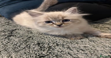 Siberian cats - Advert 8