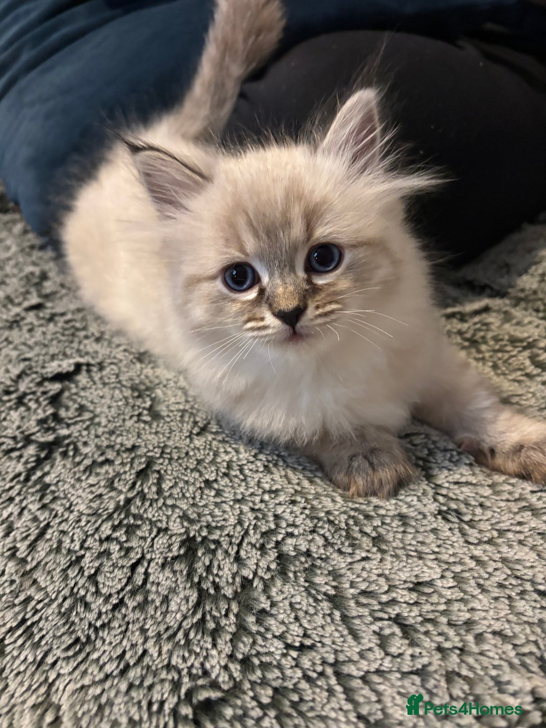 Siberian cats for sale: Two gorgeous Siberian kittens  - Image 3