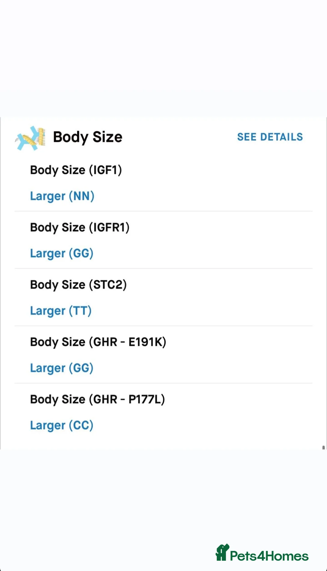 Cane Corso dogs for sale: Gorgeous Cane Corso  - Advert 14