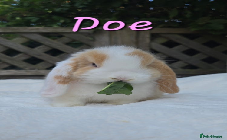 Mini Lop rabbits in Huntingdon - Advert 1