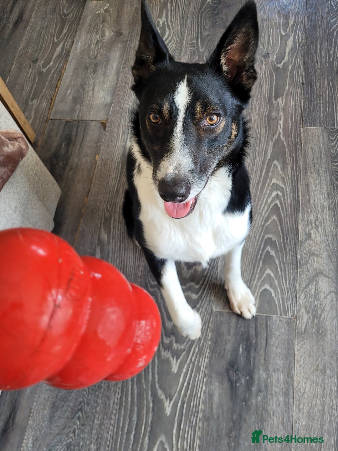 Border Collie dogs for sale: Jasper(Border Collie) - Advert 3
