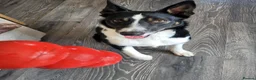 Border Collie dogs for sale: Jasper(Border Collie) - Advert 3
