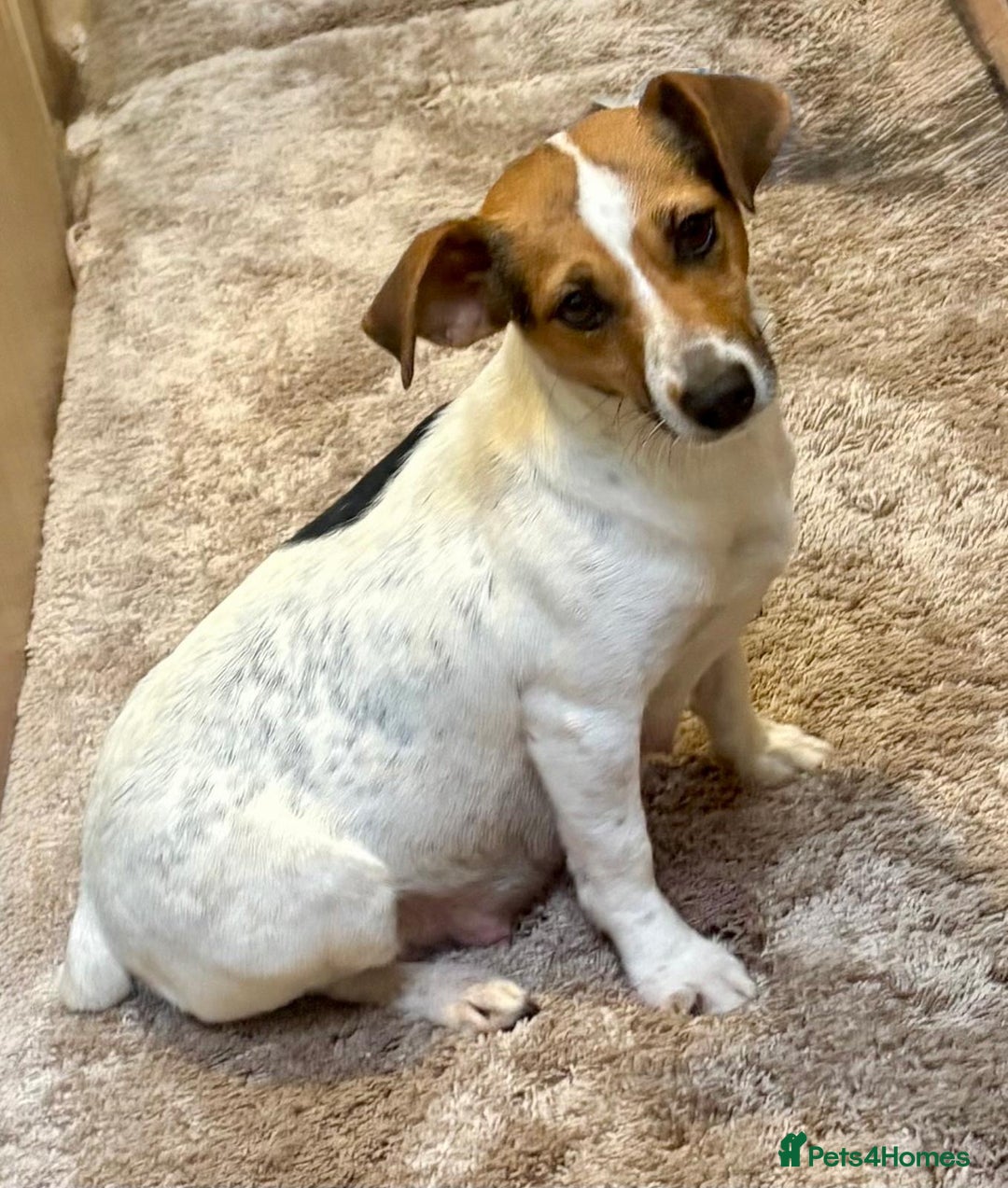 Jack Russell dogs for sale: Gorgeous short-legged Jack Russell Puppies! - Advert 24