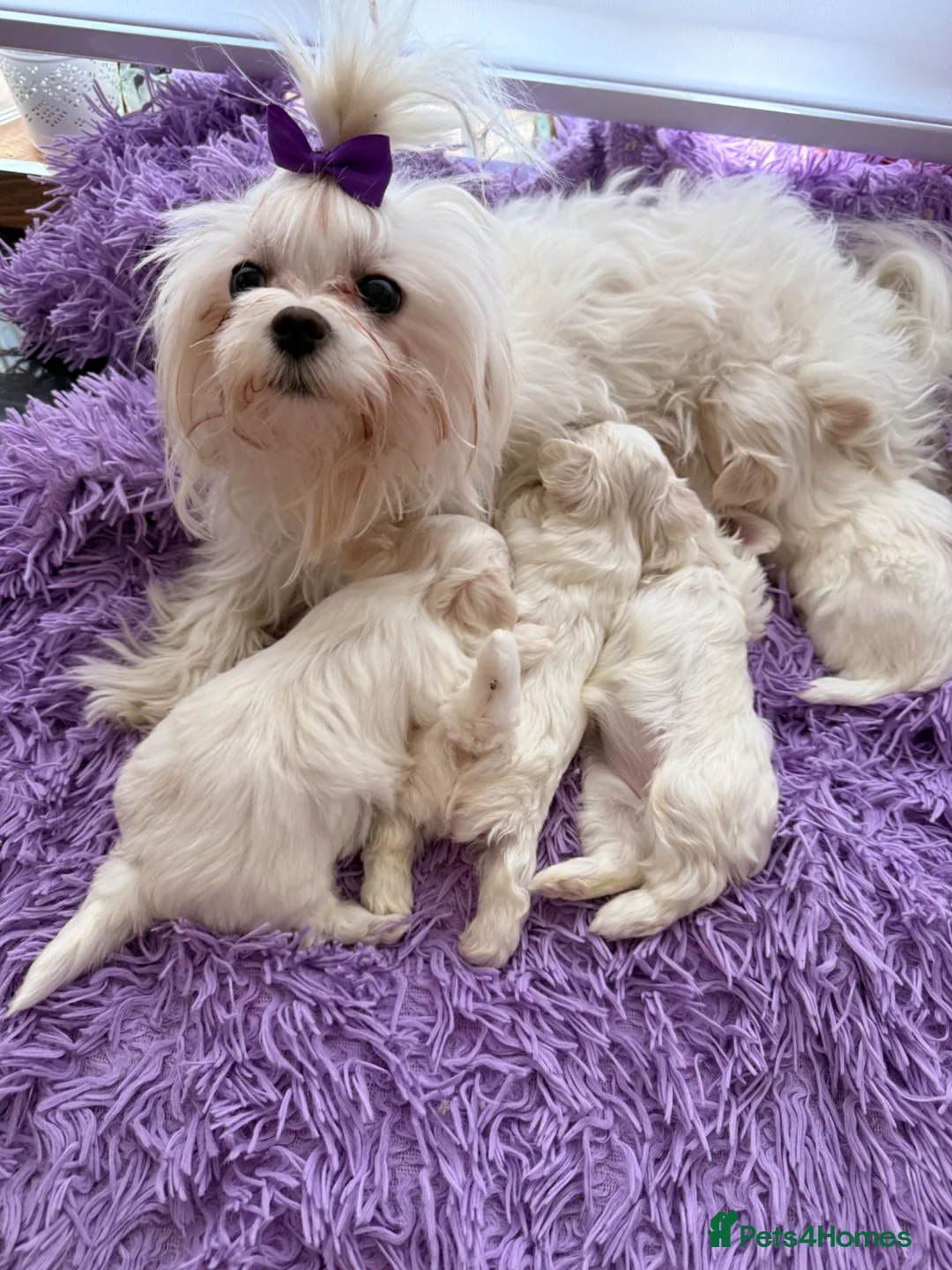 Maltese dogs for sale: Beautiful Korean Maltise puppies  - Advert 11