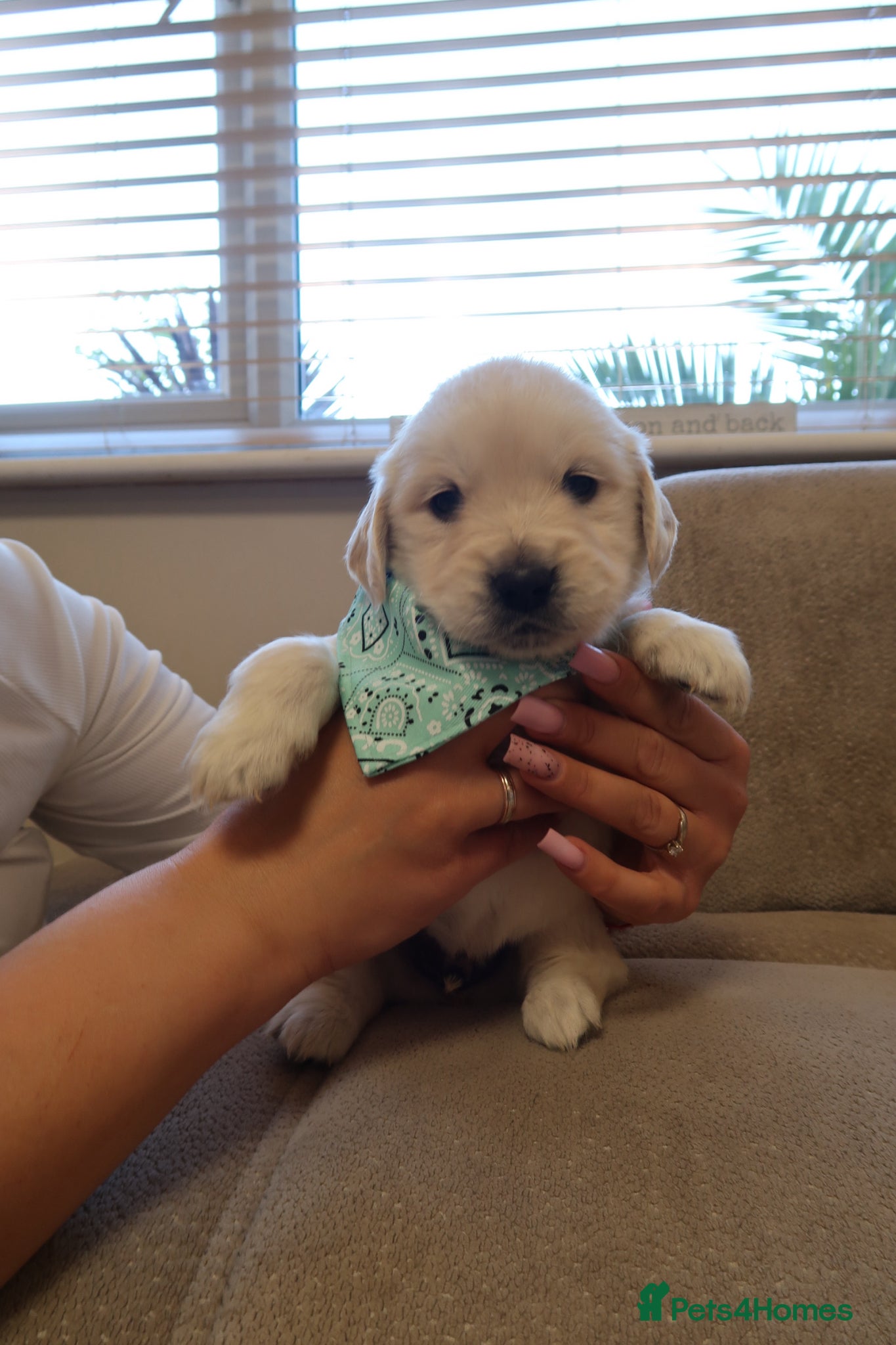 Golden Retriever dogs for sale: Pure bread puppies - Advert 18